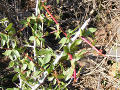 Commiphora pyracanthoides