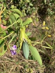 Passiflora mucronata