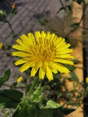 Helminthotheca echioides