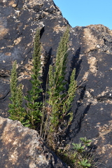 Artemisia littoricola