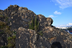 Artemisia littoricola