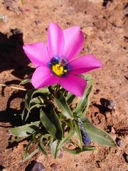 Moraea versicolor