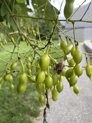 Styphnolobium