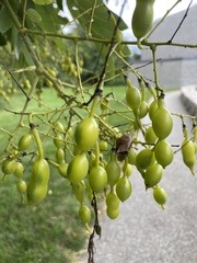 Styphnolobium