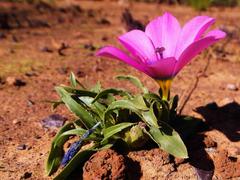 Moraea versicolor