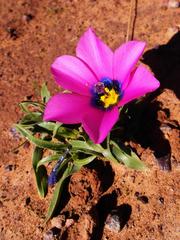 Moraea versicolor