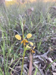 Diuris leopardina