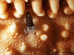 Gnathophyllum americanum