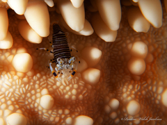 Gnathophyllum americanum