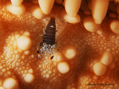 Gnathophyllum americanum