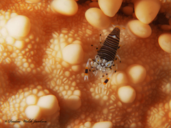 Gnathophyllum americanum