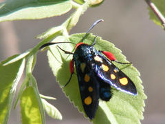 Arniocera auriguttata