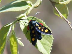 Arniocera auriguttata
