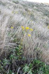 Patrinia scabiosifolia