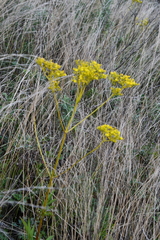 Patrinia scabiosifolia