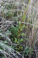 Patrinia scabiosifolia