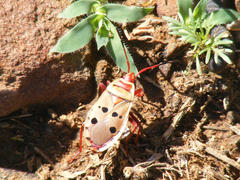Probergrothius