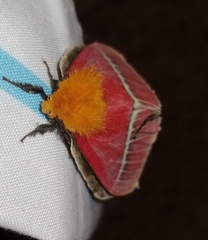 Pseudodirphia menander