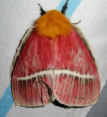 Pseudodirphia menander