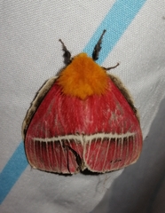 Pseudodirphia menander