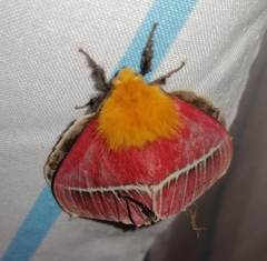 Pseudodirphia menander