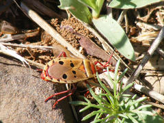Probergrothius