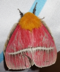 Pseudodirphia menander