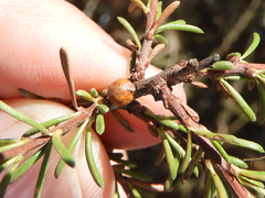 Parthenolecanium corni