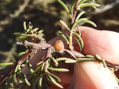 Parthenolecanium corni