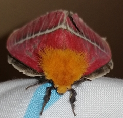 Pseudodirphia menander