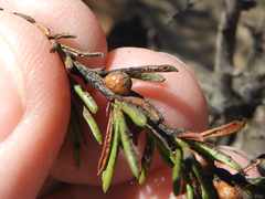 Parthenolecanium corni