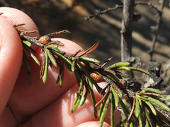 Parthenolecanium corni