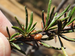 Parthenolecanium corni