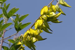 Crotalaria agatiflora