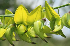Crotalaria agatiflora