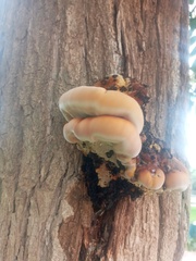 Ischnoderma resinosum