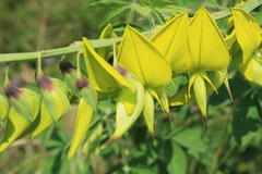 Crotalaria agatiflora
