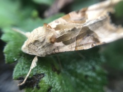 Phlogophora meticulosa