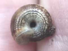 Xeroplexa intersecta