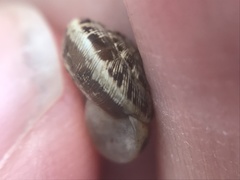 Xeroplexa intersecta