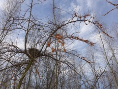 Hippophae rhamnoides