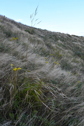 Stipa pekinensis iNat (2)
