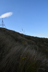 Achnatherum pekinense