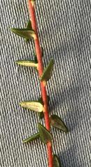 Phylica debilis debilis