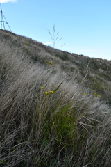 Achnatherum pekinense