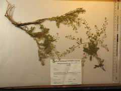 Rorippa hispida