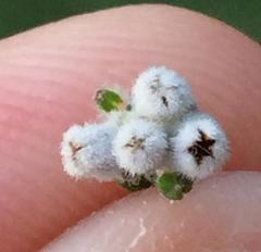 Phylica debilis debilis