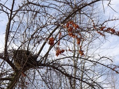 Hippophae rhamnoides