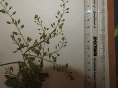 Rorippa hispida