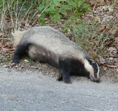 Meles canescens arcalus